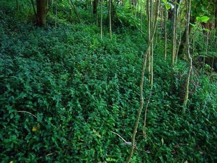 Tradescantia de îngrijire la domiciliu, tipurile și soiuri de flori cu fotografii, de reproducere, de plantare, boli (condiții) Tradescantia de îngrijire la domiciliu, tipurile și soiuri de flori cu fotografii, reproducere, de plantare, boala