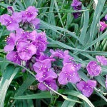 Tradescantia de îngrijire la domiciliu, tipurile și soiuri de flori cu fotografii, de reproducere, de plantare, boli (condiții) Tradescantia de îngrijire la domiciliu, tipurile și soiuri de flori cu fotografii, reproducere, de plantare, boala