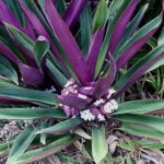 Tradescantia de îngrijire la domiciliu, tipurile și soiuri de flori cu fotografii, de reproducere, de plantare, boli (condiții) Tradescantia de îngrijire la domiciliu, tipurile și soiuri de flori cu fotografii, reproducere, de plantare, boala