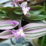 Tradescantia de îngrijire la domiciliu, tipurile și soiuri de flori cu fotografii, de reproducere, de plantare, boala (la domiciliu) Tradescantia de îngrijire la domiciliu, tipurile și soiuri de flori cu fotografii, reproducere, de plantare, boala