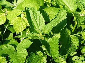Ierburi purifica sangele, curatarea organismului sănătății umane (plante aromatice purifica sangele) Ierburi purifica sangele, curatarea organismului sănătății umane