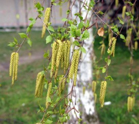 Ierburi purifica sangele, curatarea organismului sănătății umane (plante) Ierburi purifica sangele, curatarea organismului sănătății umane