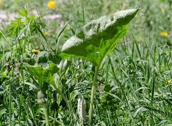 Ierburi purifica sangele, curatarea organismului sănătății umane (curățare) Ierburi purifica sangele, curatarea organismului sănătății umane
