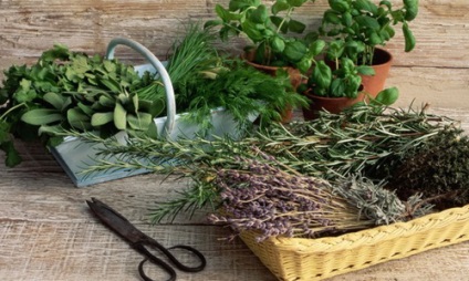 Plante aromatice, care de ieșire de la taxele de proprietăți rinichi de nisip (iarba) Plante aromatice, care de ieșire de la taxele de proprietăți rinichi nisip