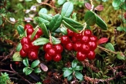 Ierburi că producția din taxele proprietăți rinichi nisip (deducând nisip tratament iarbă rinichi) Plante aromatice, care de ieșire de la taxele de proprietăți rinichi nisip