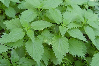 Cosmetice pe bază de plante pentru întărirea părului (iarbă) Cosmetice pe bază de plante pentru întărirea părului