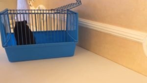 celule de hamster de curățire (spălare de celule de hamster) Curățarea cuști de hamster