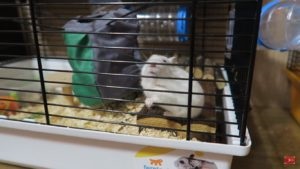 celule de hamster (hamster) Curățare Curățarea cuști de hamster