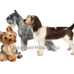 La unii câini în sănătate excelentă, grumerhaus (Schnauzer) În unele câini sănătate excelentă, grumerhaus