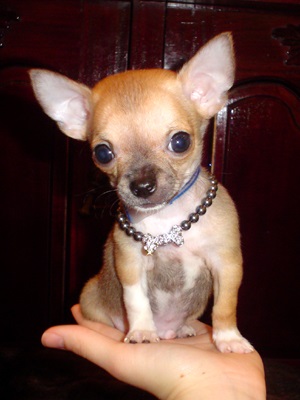 Inteligent și mobil, câine rasa chihuahua sau chihuahua (chihuahua) Inteligent și mobil, câine rasa chihuahua sau chihuahua