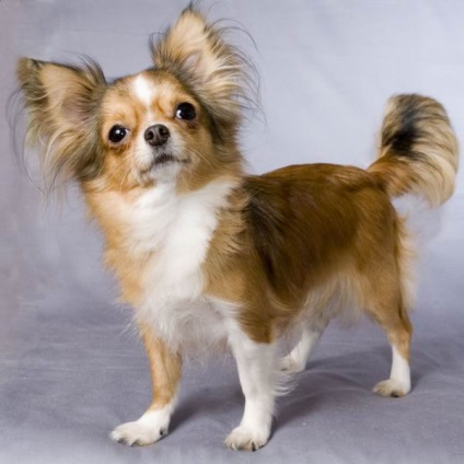, Chihuahua inteligent și mobil de câine rasa sau chihuahua (câine) Inteligent și mobil, câine rasa chihuahua sau chihuahua