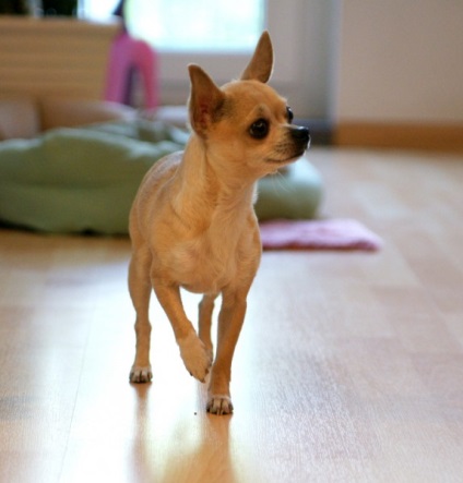 , Chihuahua inteligent și mobil de câine rasa sau chihuahua (câine) Inteligent și mobil, câine rasa chihuahua sau chihuahua
