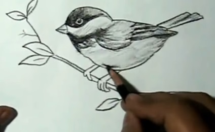 Lectii de desen () desen lecții