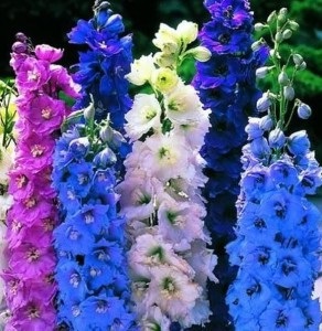 delphiniums de îngrijire, Caleidoscop cabana (Delphinium lung) Îngrijire delphiniums, Kaleidoscope cabana