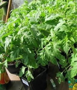 pentru tomate după cules de îngrijire (de îngrijire) Îngrijire după cules roșii