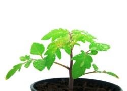pentru tomate după cules de îngrijire (de îngrijire) Îngrijire după cules roșii