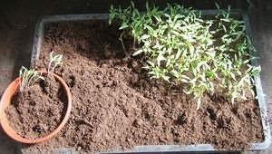 Îngrijirea după tomate pick-(tomate) Îngrijire după cules roșii
