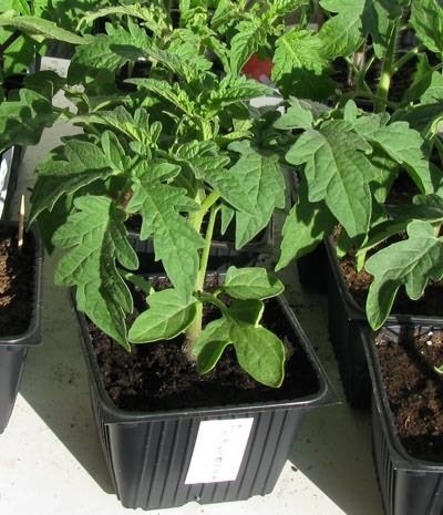 Îngrijirea după tomate pick-(tomate) Îngrijire după cules roșii