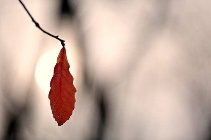 Care este diferența dintre ultimul și cele mai recente, cursuri de limba engleza (cel mai târziu) Care este diferența dintre ultimul și cele mai recente, cursuri de limba engleza