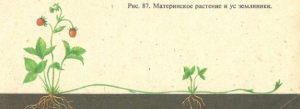 reproducerea vegetative a plantelor muguri (format rădăcini adventive) Vegetative de plante de propagare lăstari