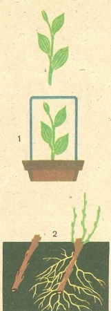 reproducerea vegetative a plantelor muguri (vegetativ) Vegetative de plante de propagare lăstari