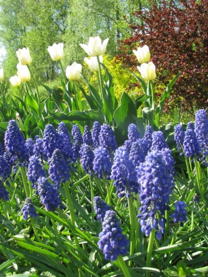 Spring Shamordino mănăstire fotografie Shamordino templu, călătorie în lumea naturii (Shamordino fotografii mănăstire) Spring Shamordino mănăstire fotografie Shamordino templu, o călătorie în lumea naturii