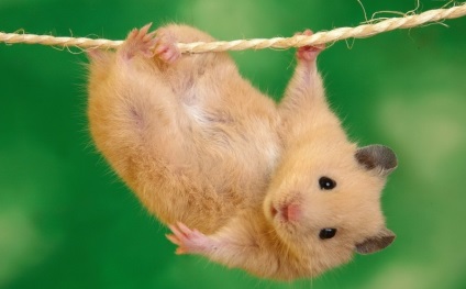 Veterinar pentru un hamster acasă în Moscova și regiunea Moscovei (Moscova, regiunea Moscova) Veterinar pentru un hamster acasă la Moscova și Regiunea Moscova