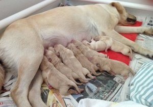 Alocarea unui câine după ce a dat naștere (separare) Alocarea unui câine după naștere