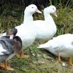 Tipuri de interne rațe foto și numele (fotografii) Tipuri de interne rațe foto și numele