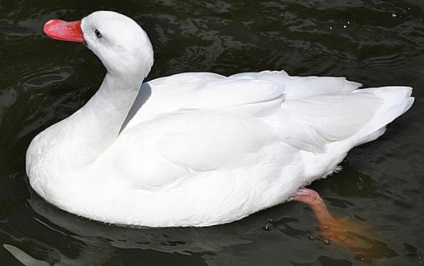 Speciile de rațe fotografie și numele (rațe) Speciile de rațe fotografie și numele