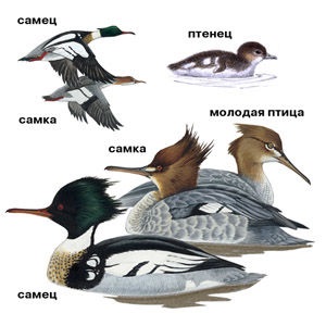 Speciile de rațe, numele, descrierea speciei și fotografia (e) de Speciile de rațe, numele, descrierea speciei și fotografie