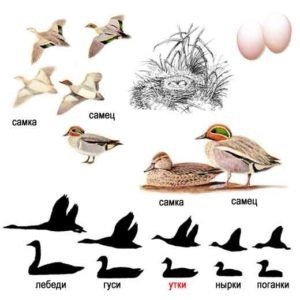 Tipuri de bătătură, numele, descrierea și specii fotografii (stuf ridicat iarbă) Speciile de rațe, numele, descrierea speciei și fotografie