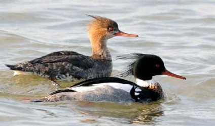 Speciile de rațe, numele, descrierea speciei și fotografia (soi) Speciile de rațe, numele, descrierea speciei și fotografie