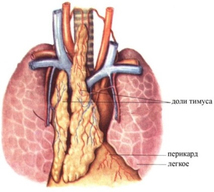 Glanda timus - ce este, structura sa, locația, funcția și boala (funcția) Glanda timus - ce este, structura sa, localizarea, funcția și boala