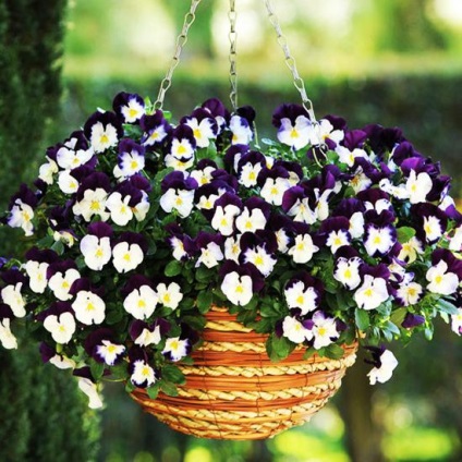Viola atârnare Downing (casă) Viola atârnare Downing