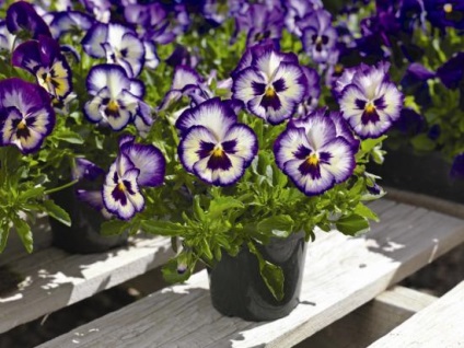 Hang-Downing pansea (Viola atârnare Downing) Viola atârnare Downing