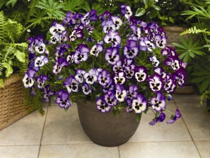 Viola atârnare Downing (hang-Downing) Viola atârnare Downing