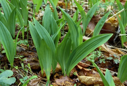 Cultivare usturoi cabana special de aterizare și decolare (usturoi) Cultivare usturoi cabana special de aterizare și decolare