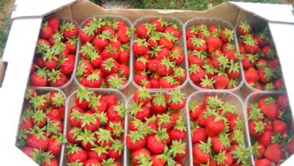 căpșuni în creștere de afaceri, de afaceri de origine (creștere) Strawberry de afaceri cultivare, de afaceri de origine