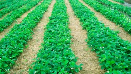 căpșuni în creștere de afaceri, de afaceri acasă (acasă) Strawberry de afaceri cultivare, de afaceri de origine