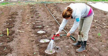 Cultivarea tomate prin metoda și m Maslov aterizare