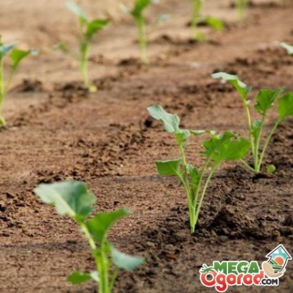 Cultivarea de conopidă în teren deschis - de la plantare la îngrijire (vitamina Vitamina Vitamina) Cultivarea conopidă în câmp deschis - de la plantare la îngrijire