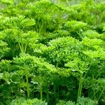 Crestere patrunjel cret este acum interzis! (Ulei esențial care conține otrăvitoare) Crestere patrunjel cret este acum interzis!