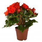 În unele zlone Feng Shui pentru a aranja o planta Begonia (Feng Shui) În unele zlone Feng Shui pentru a aranja o planta Begonia