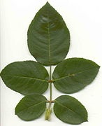 Structura externa a frunzelor, biologie (Location leaf stalk) Structura externă a frunzelor, biologie