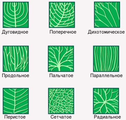 Structura externa a frunzelor, biologie (frunze) Structura externă a frunzelor, biologie