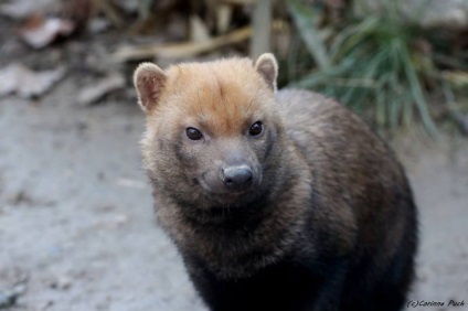 Novosibirsk Gradina Zoologica a adus un câine tufiș rară (adus) Novosibirsk Gradina Zoologica a adus un câine tufiș rară