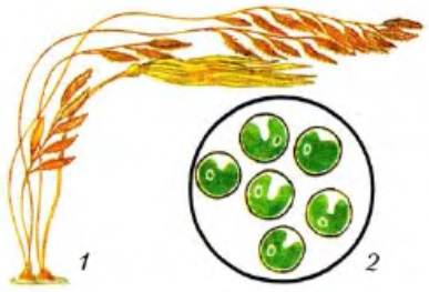 Algele și semnificația lor, biologie (alge) Algele și importanța lor, biologie