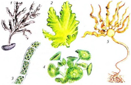 Algele și semnificația lor, biologia (asexuat sexual) Algele și importanța lor, biologie