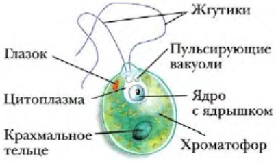 Algele și semnificația lor, biologie (alge) Algele și importanța lor, biologie